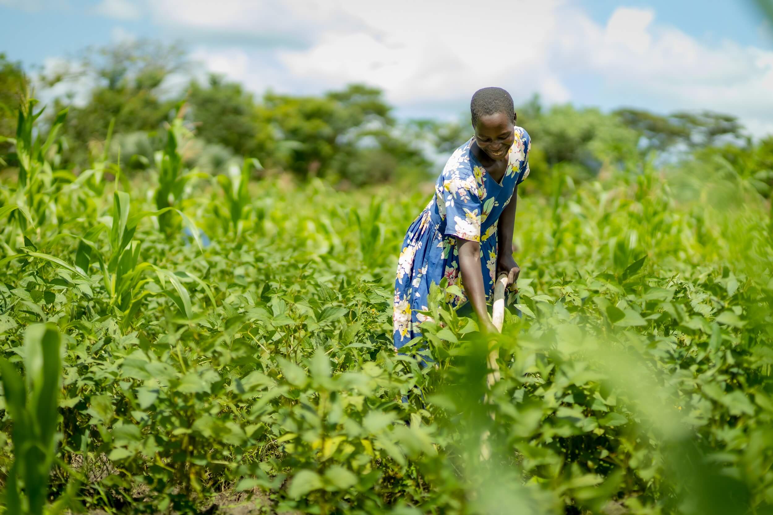 Climate Resilient Agribusiness for Tomorrow (CRAFT) Project